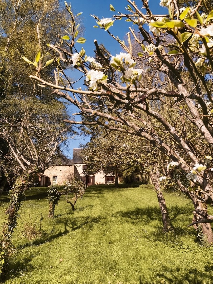 Le verger en fleurs, la maison au fond